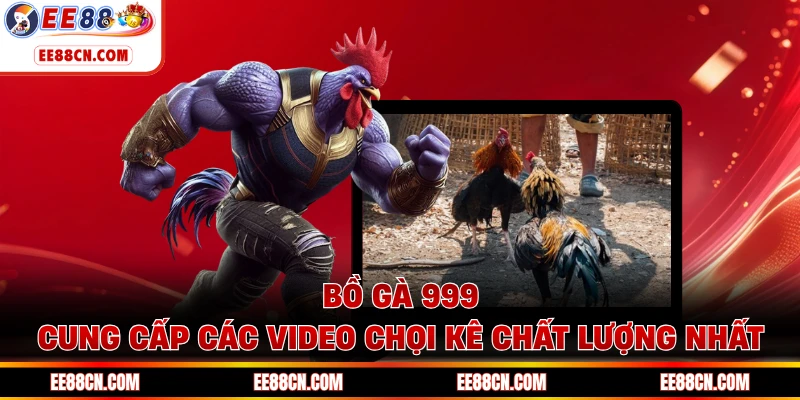 Bồ gà 999 cung cấp các video chọi kê chất lượng nhất