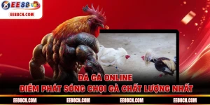 Đá Gà Online - Điểm Phát Sóng Chọi Gà Chất Lượng Nhất