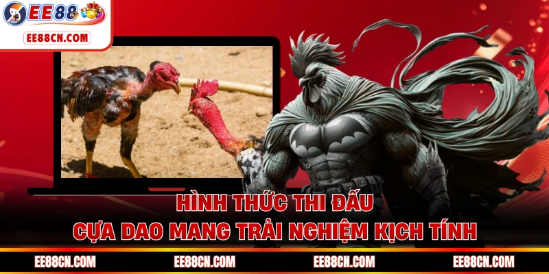 Hình thức thi đấu cựa dao mang trải nghiệm kịch tính