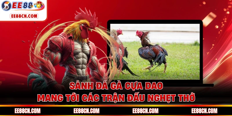 Sảnh đá gà cựa dao mang tới các trận đấu nghẹt thở