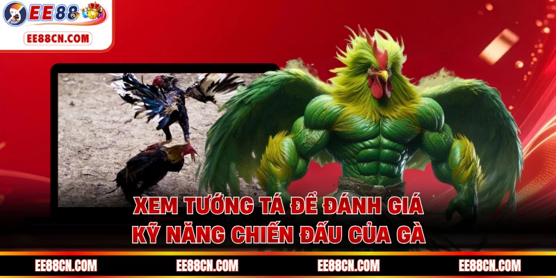 Xem tướng tá để đánh giá kỹ năng chiến đấu của gà